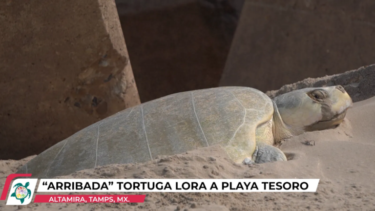 _arriba_ tortuga lora a playa tesoro